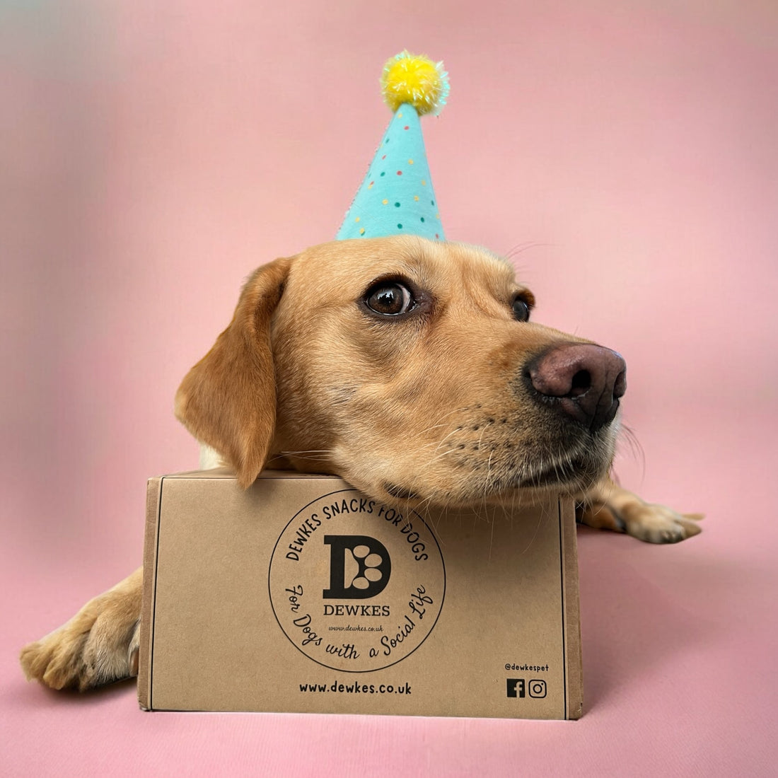 Best Birthday Gifts for Dogs: Healthy and Natural Treat Ideas