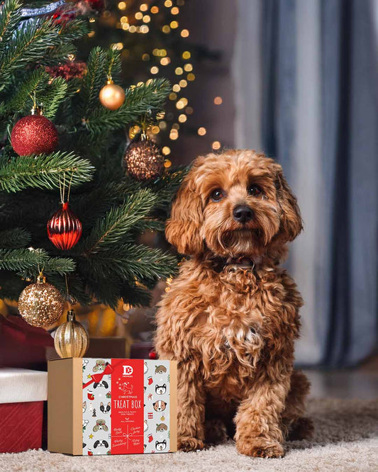 Choosing the Perfect Christmas Treats and Gifts for Your Dog