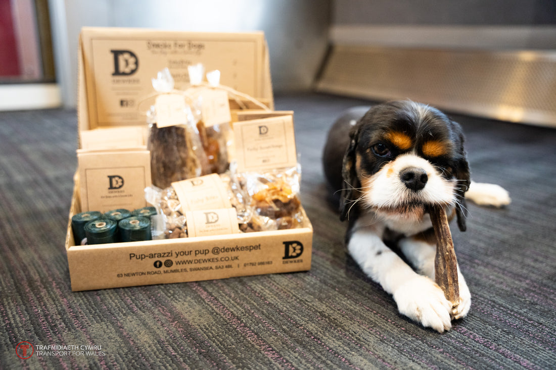 Dewkes Sets Tails Wagging on the Rails with New Dog Treats on Transport for Wales Trains