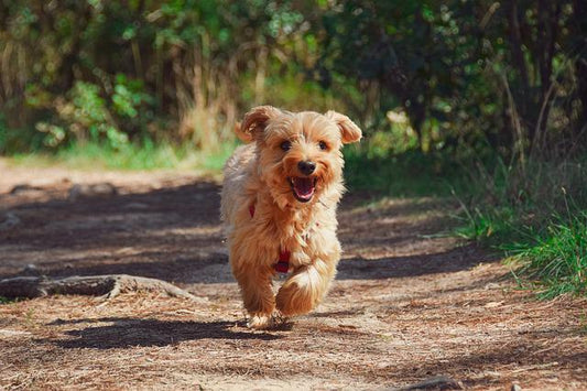 What is Hypoallergenic Dog Food?