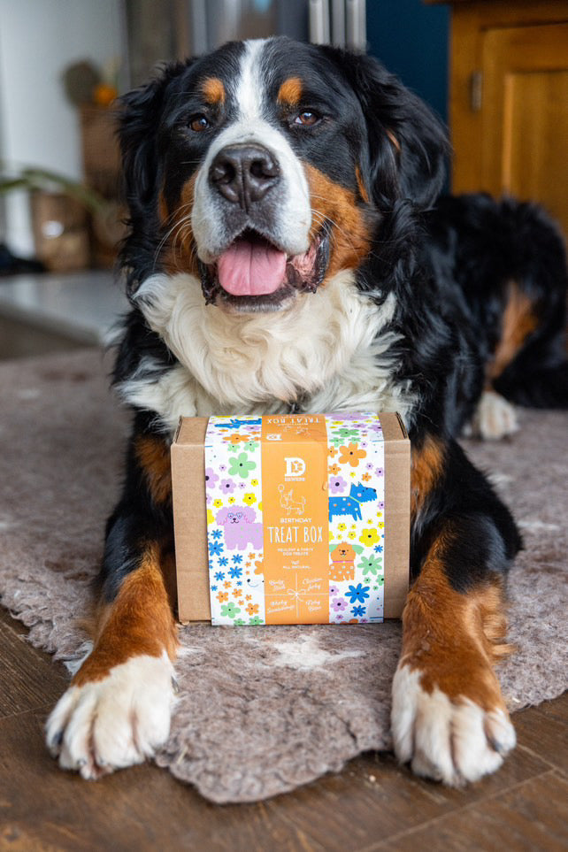 Dewkes Birthday Treat Box – Gourmet Natural Treats for Special Dogs