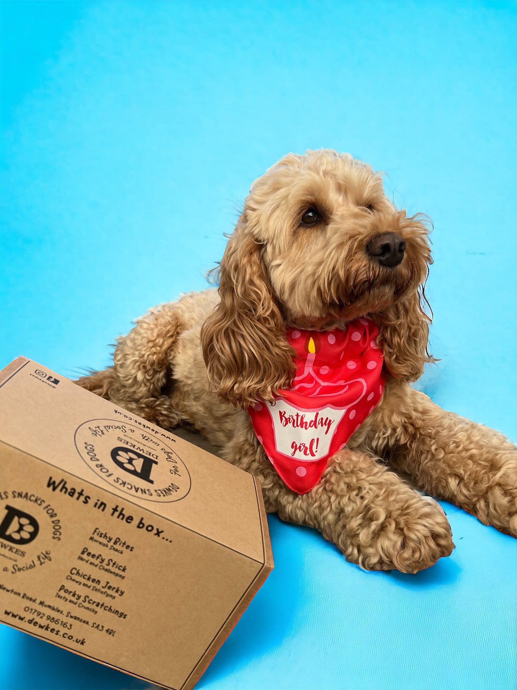 Chewy dog box best sale