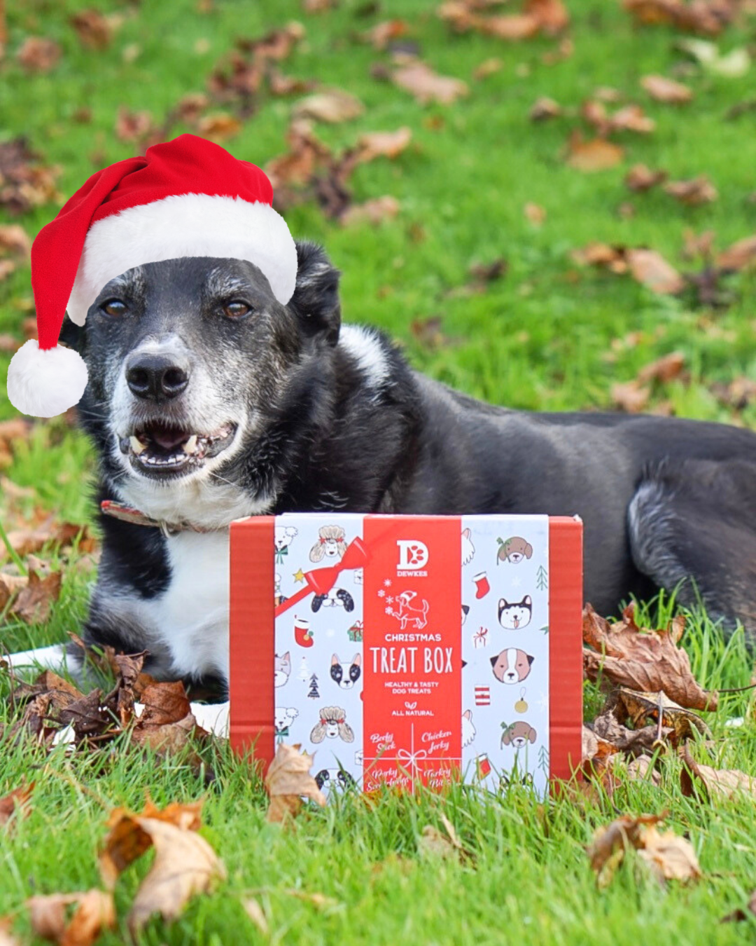 🎄 Dewkes Christmas Dog Gift Box – The Ultimate Festive Treat for Your Furry Friend! 🎁🐾